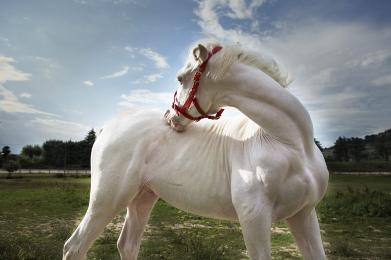 cavalla albina, Assisi, sett 2014